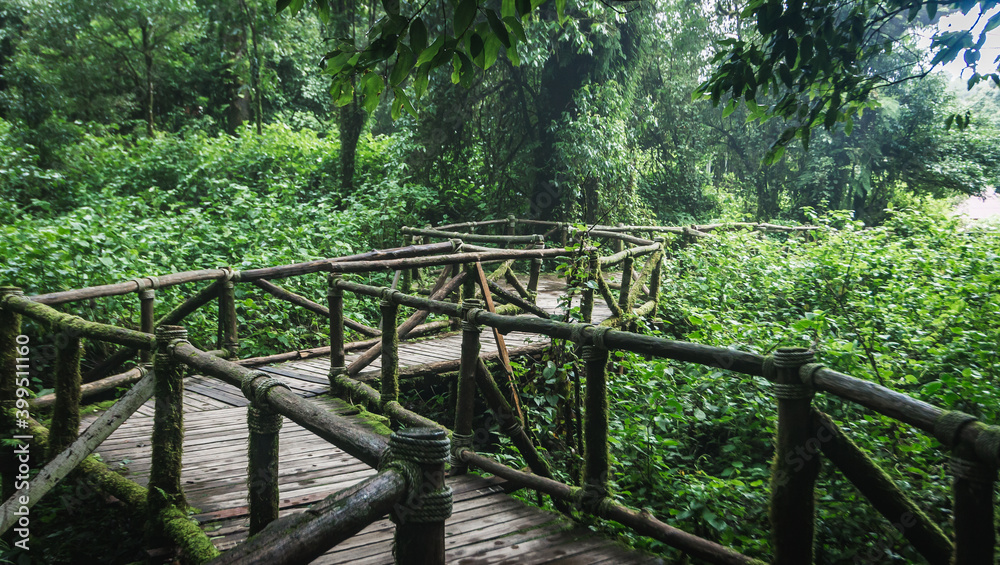 Wooden walkway in the Doi Inthanon rainforest - Chiang Mai, Thailand
