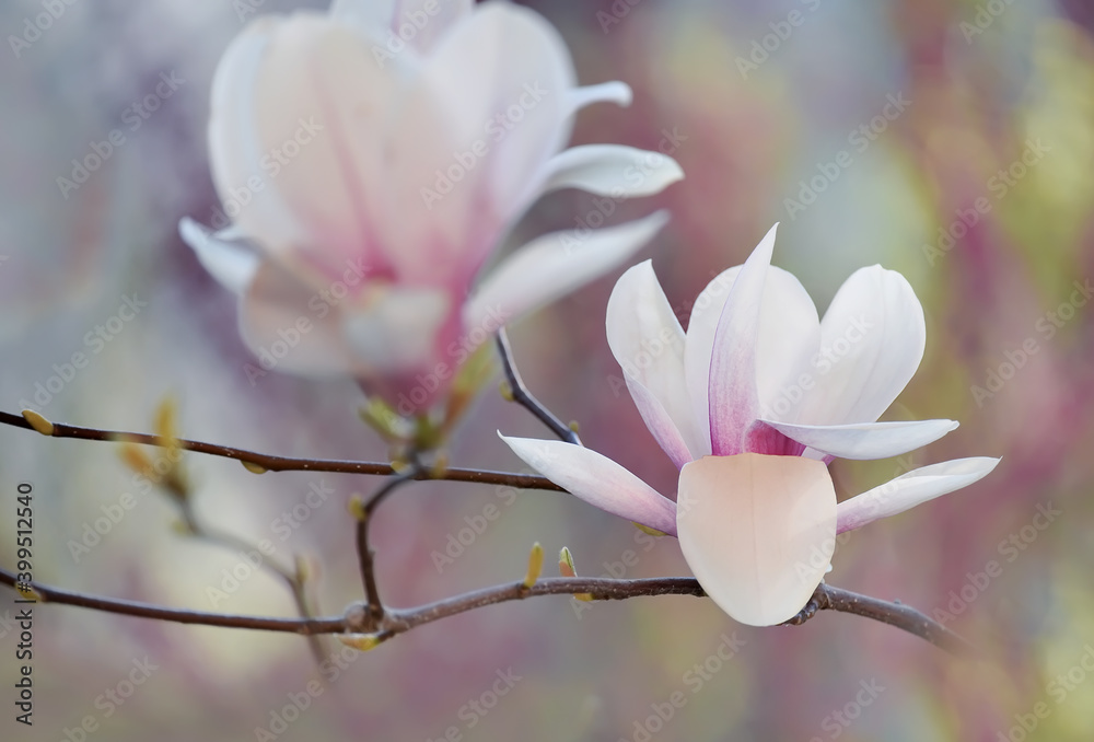 Delicate light floral background of pink magnolia flowers. natural floral background