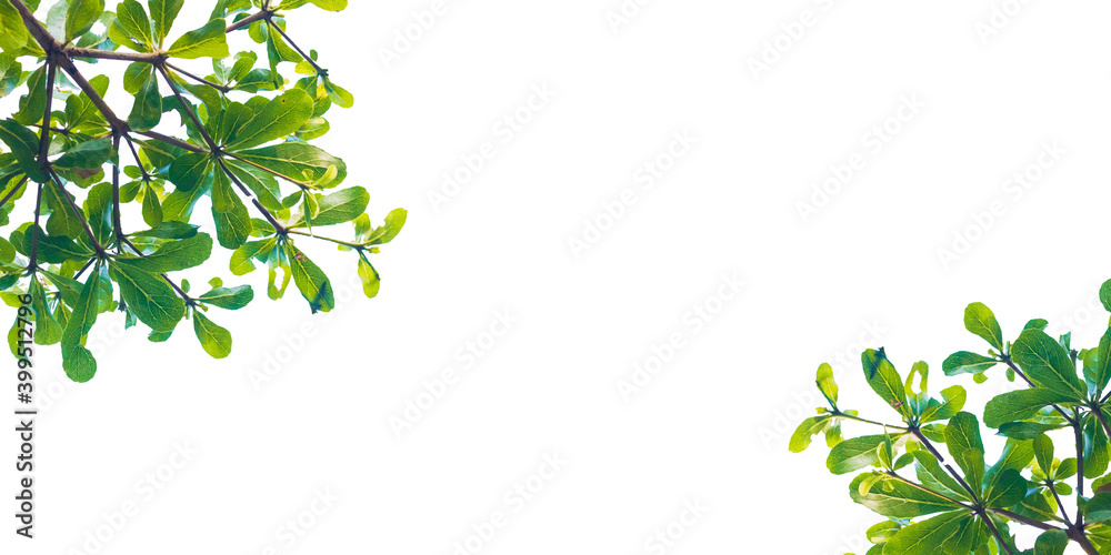 green leaf isolated on white background green leaf isolated on white background