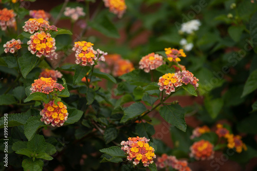 Colorful lantana garden. Selective focus on multicolored flowers at sunshine. Positive emotions.