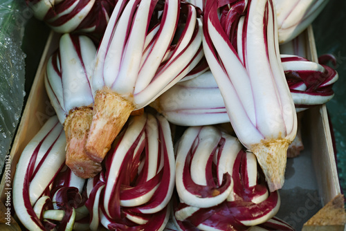 Lots of radicchio heads for sale in the market. Cichorium intybus.