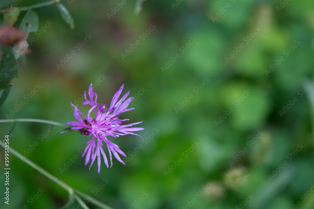 Solitary purple flower Solitary purple flower