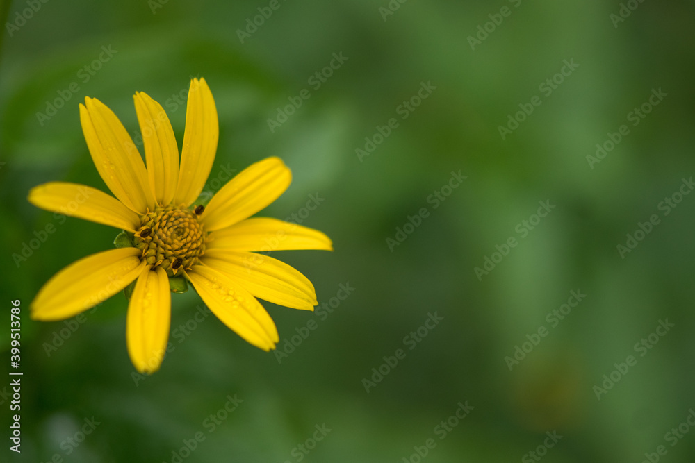 yellow flower in the wild