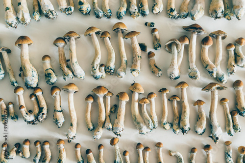 drying hallucinogen mushrooms Psilocybe cubensis photo