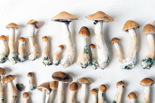 Canvas Print Mexican psilocybin hallucinogenic mushroom