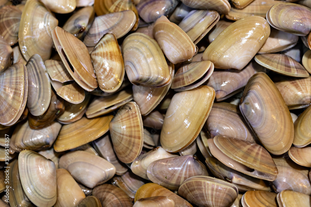 View of Texture of clams (coquina) View of Texture of clams (coquina)