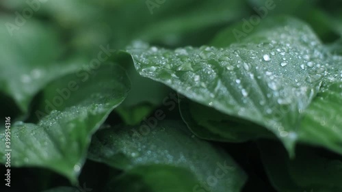 Heap of natural lush textured green leaves with falling dew drops slow motion macro slider shot