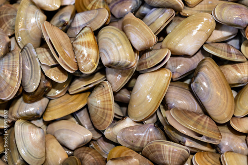 View of Texture of clams (coquina) photo