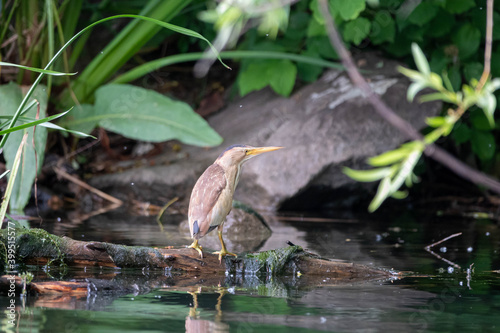 Little Bittern resting on the branch, Ixobrychus minutus © anderm