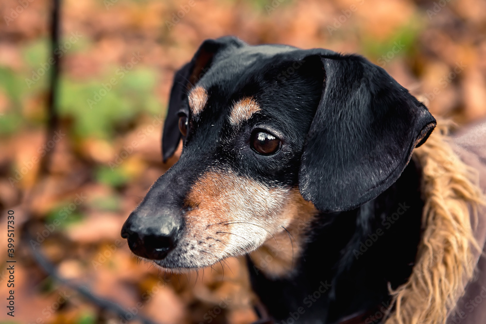 Portrait of young little cute breed adorable dachshund black and tan dog puppy posing walk city green park autumn spring early morning, wear warm winter jacket coat, nature grass lawn copy space
