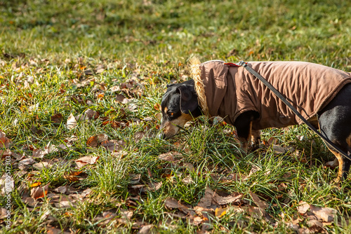 Portrait of young little cute breed adorable dachshund black tan dog puppy sniff posing walk city green park autumn spring early morning, wear warm winter jacket coat, nature grass lawn copy space