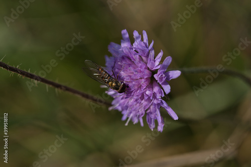Acker-Witwenblume mit Schwebfliege, Nahaufnahme