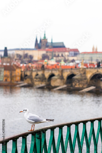 Nice white seagull sitting on the railing with a Prague Castle on the background, Prague, Czech republic