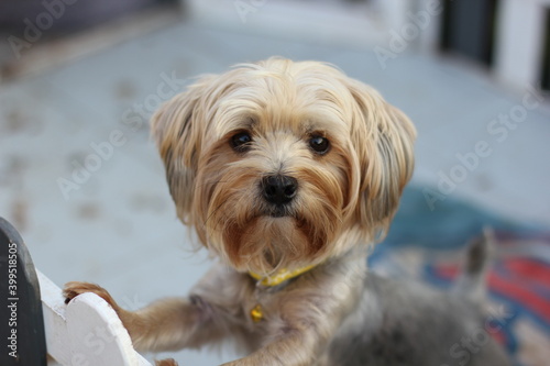 Focus dog face wait its food from owner