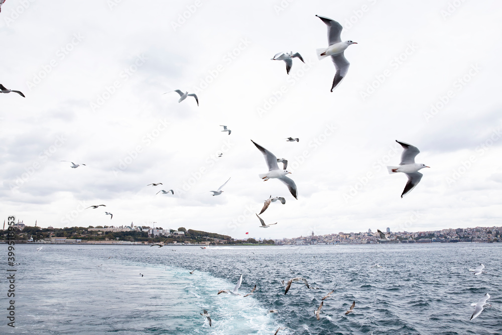 View of Istanbul and seagulls from a ship, Turkey View of Istanbul and seagulls from a ship, Turkey