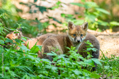 Rotfuchs (Vulpes vulpes), Jungfüchse