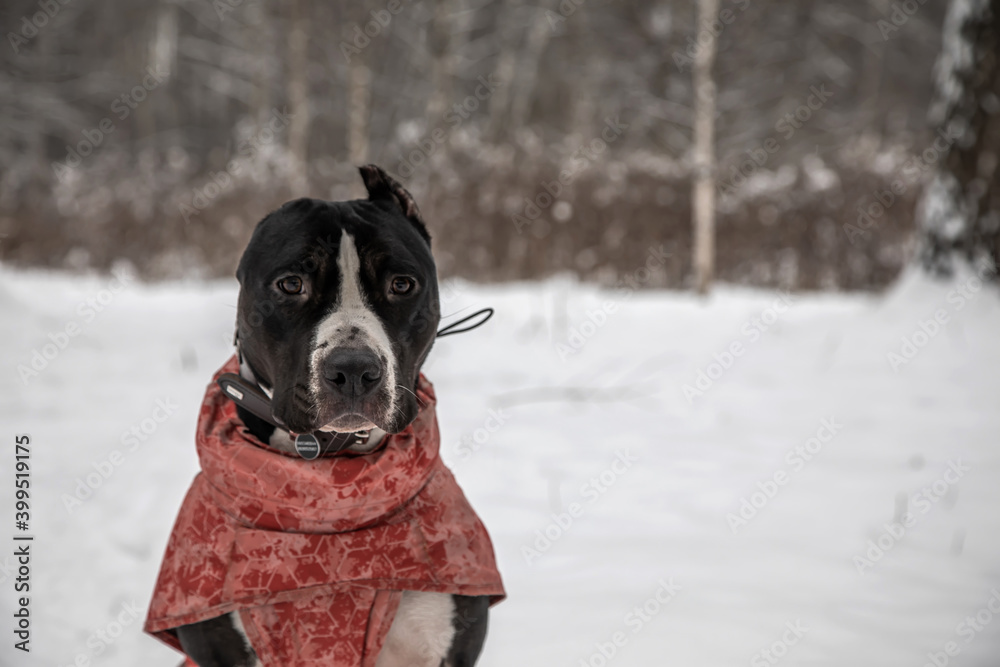 Portrait of a beautiful black and white dog on a background of a winter forest. American staffordshire terrier Portrait of a beautiful black and white dog on a background of a winter forest. American staffordshire terrier