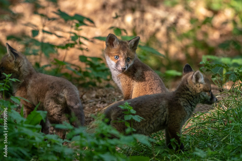 Rotfuchs (Vulpes vulpes), Jungfüchse