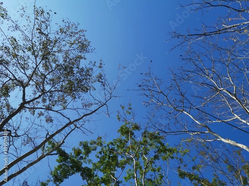 Tops tree on blue sky