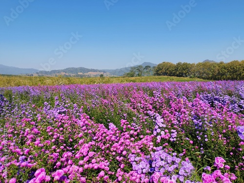 field of colorful flower view