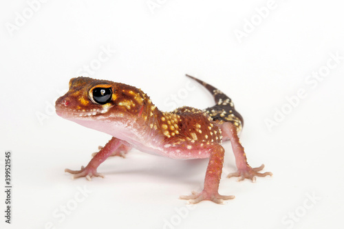 Thick-tailed gecko // Australischer Dickschwanzgecko (Underwoodisaurus milii) photo