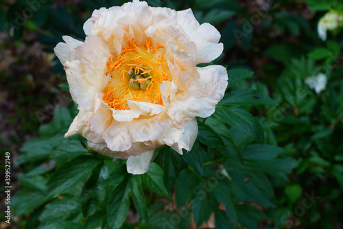 Fototapeta Naklejka Na Ścianę i Meble -  Yellow and orange flower of a peony plant