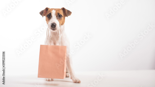 Portrait of dog jack russell terrier holding a pink paper bag in his mouth on a white background. Copy space. © Михаил Решетников