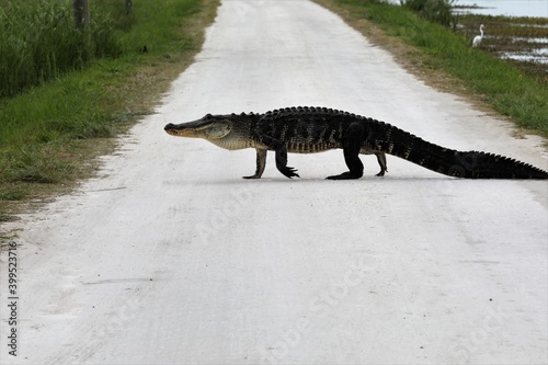 alligator