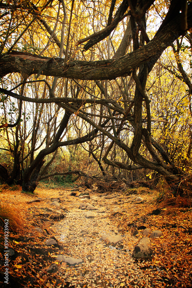 bosque en otoño 