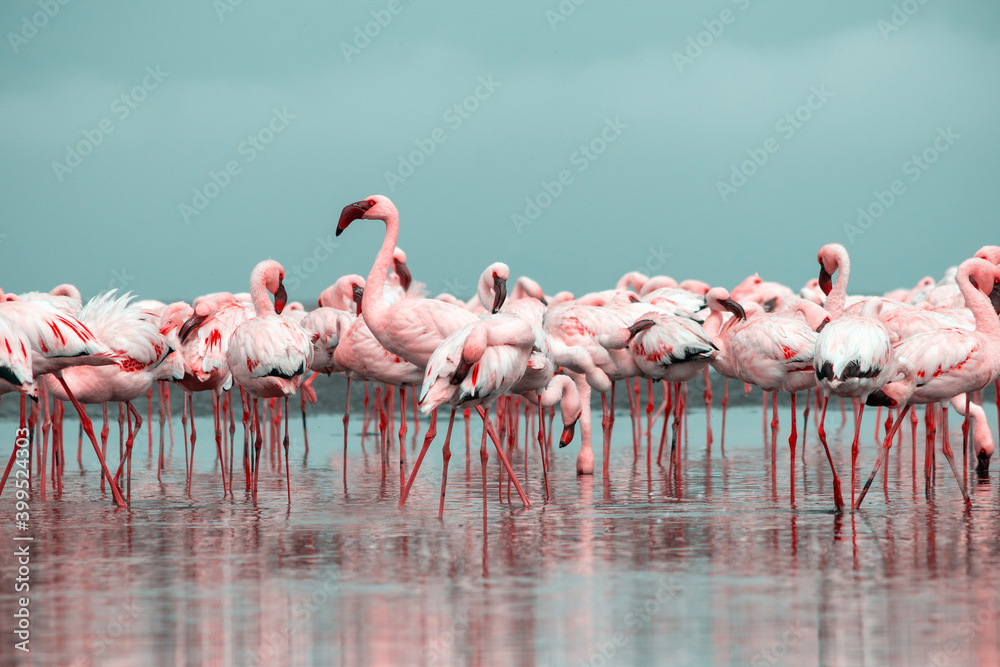 Naklejka premium Close up of beautiful African flamingos that are standing in still water with reflection.