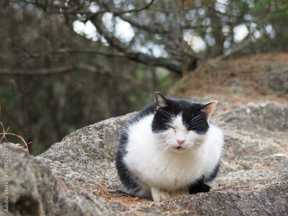 寒そうな猫 寒そうな猫