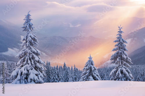 Winter forest. Sun rays enlighten the meadow with trees. High mountain. Natural landscape. Free space for text. Snowy wallpaper background. Touristic resort.