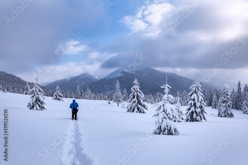 Amazing landscape on the cold winter morning. Tourist stays on the lawn covered with snow there is a trodden path leading to the forest. Pine trees in the snowdrifts. Blue sky.