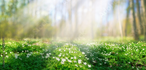 Beautiful white flowers of anemones in spring on background forest in sunlight in nature. Spring morning forest landscape with flowering primroses, soft selective focus in foreground.