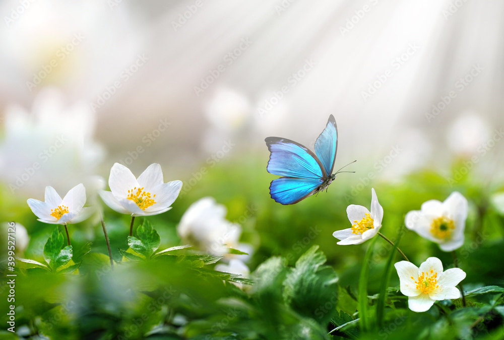 Beautiful spring background with blue butterfly in flight and flowers