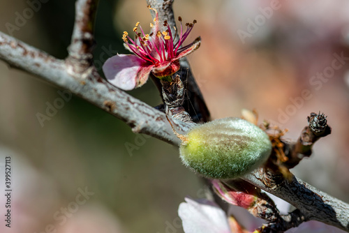 Close-up of almond blossom and fruit on its tree.