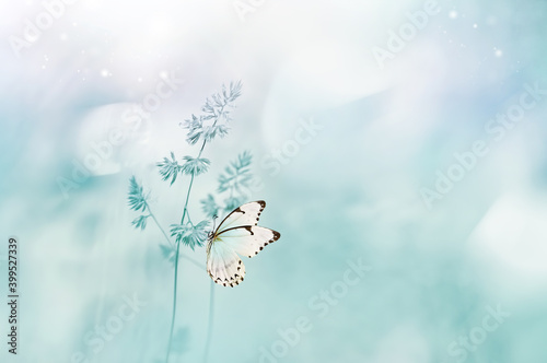 Gentle natural spring background in pastel blue colors. Wild meadow grass and light white butterfly on nature macro. Beautiful summer inspiring image nature. © Laura Pashkevich