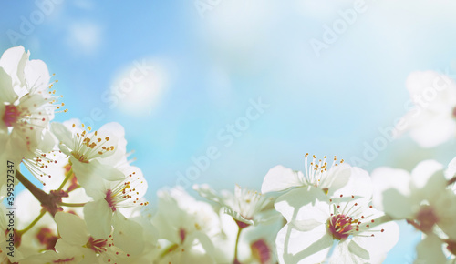 Delicate blue airy spring background with cherry blossoms macro on sky background in nature outdoors.