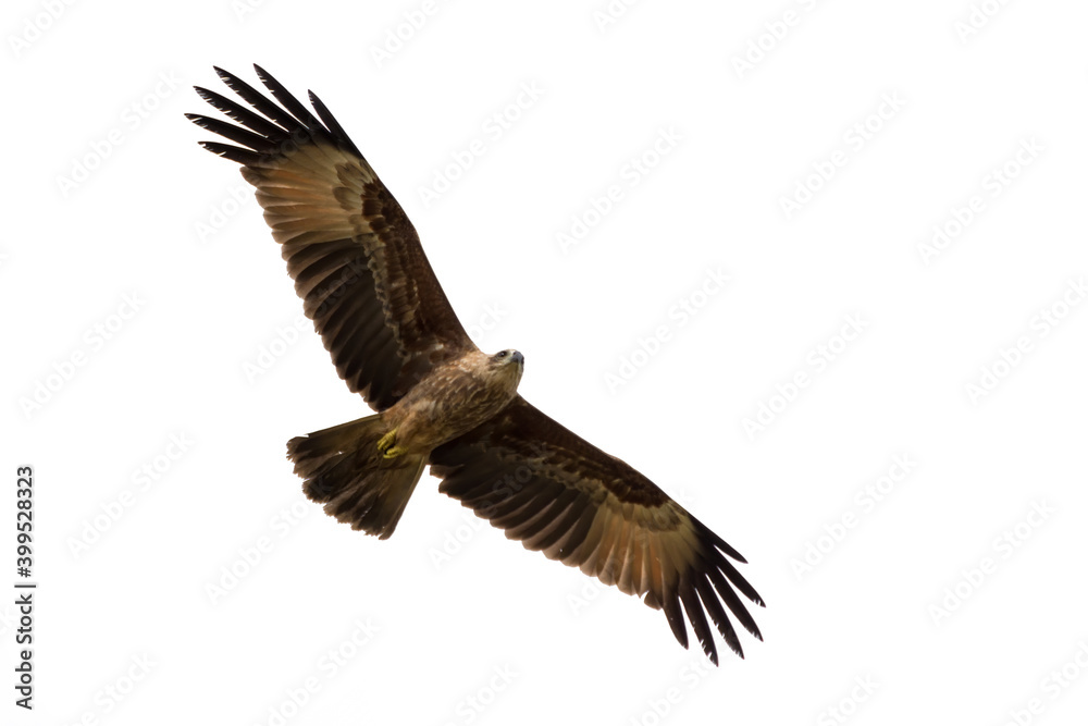 Juvenile Brahminy kite on a white background Juvenile Brahminy kite on a white background