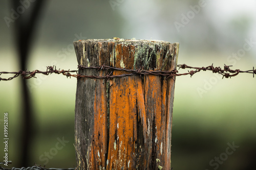Картината върху платно An old weathered worn fence post on rural farmland with strands of rusting barbed wire against a soft focus green backgorund
