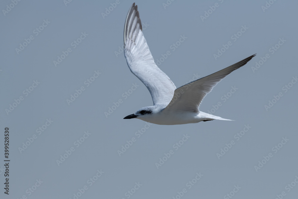 Obraz premium Close-up of a Gull-billed Tern in flight