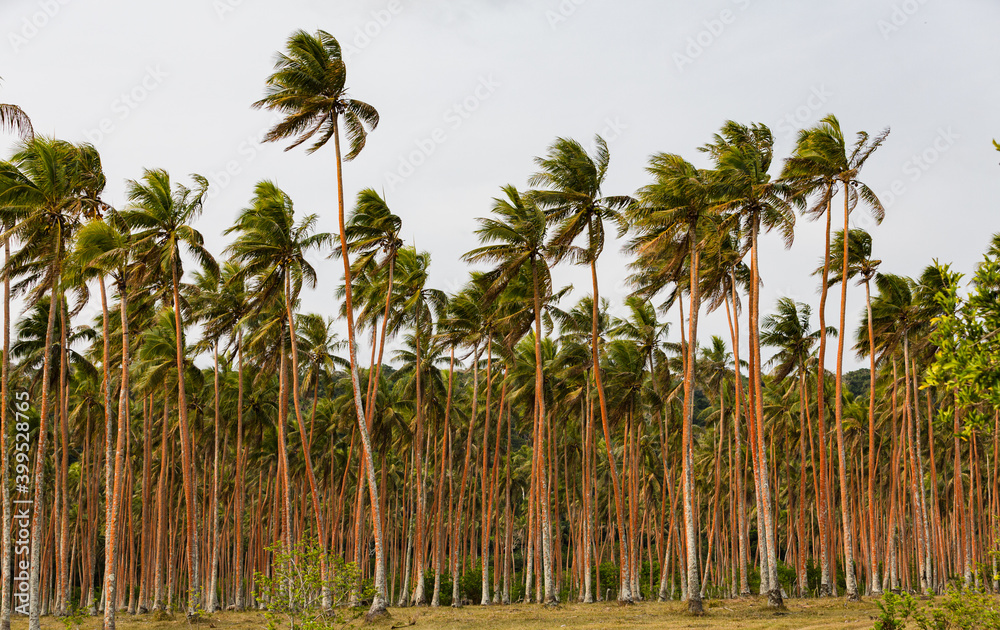 Tall palm trees blowing in the wind in a tropical area during an approaching storm. Tall palm trees blowing in the wind in a tropical area during an approaching storm.