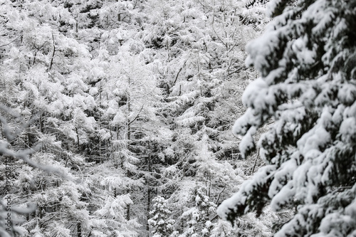 snow covered pine tree