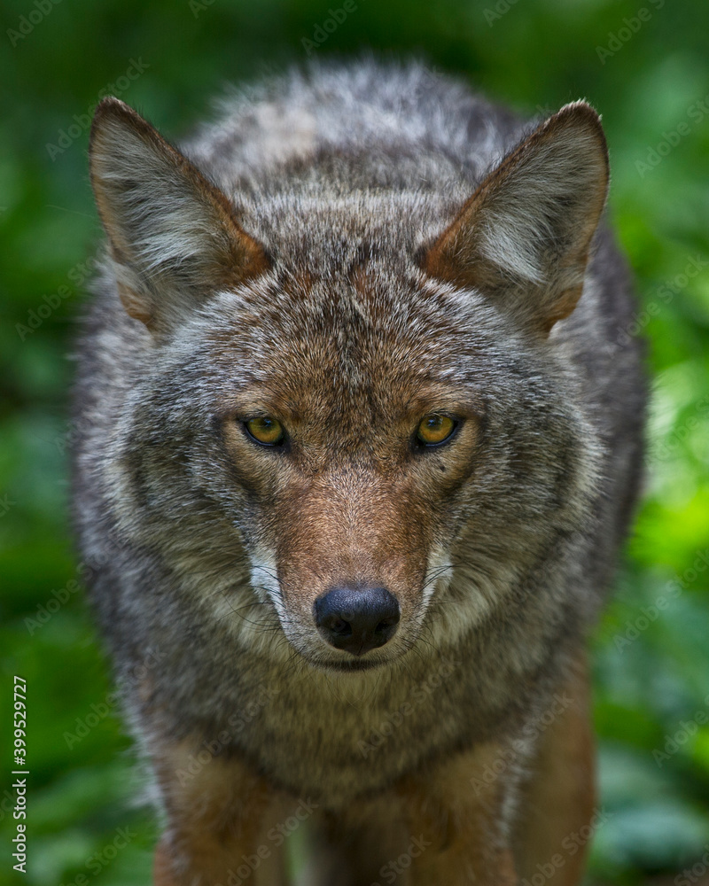 Fototapeta premium Portrait of a Coyote