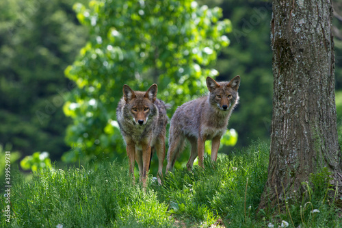 Fototapete Coyotes luring on the trail