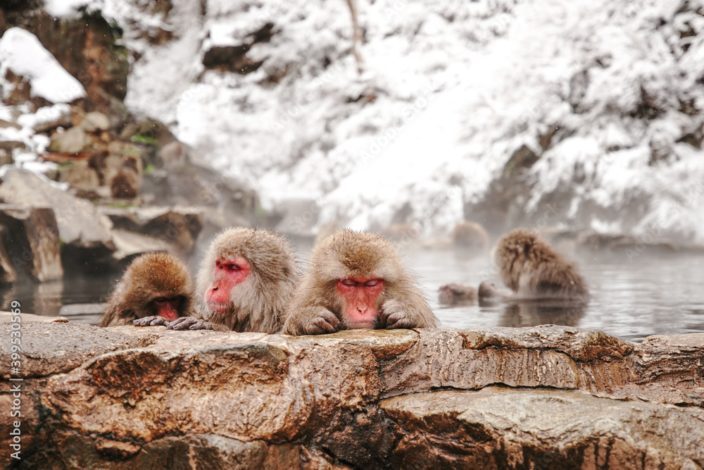 Fototapeta premium Snow monkeys soak in hot springs of Japan (温泉に入るニホンザル)