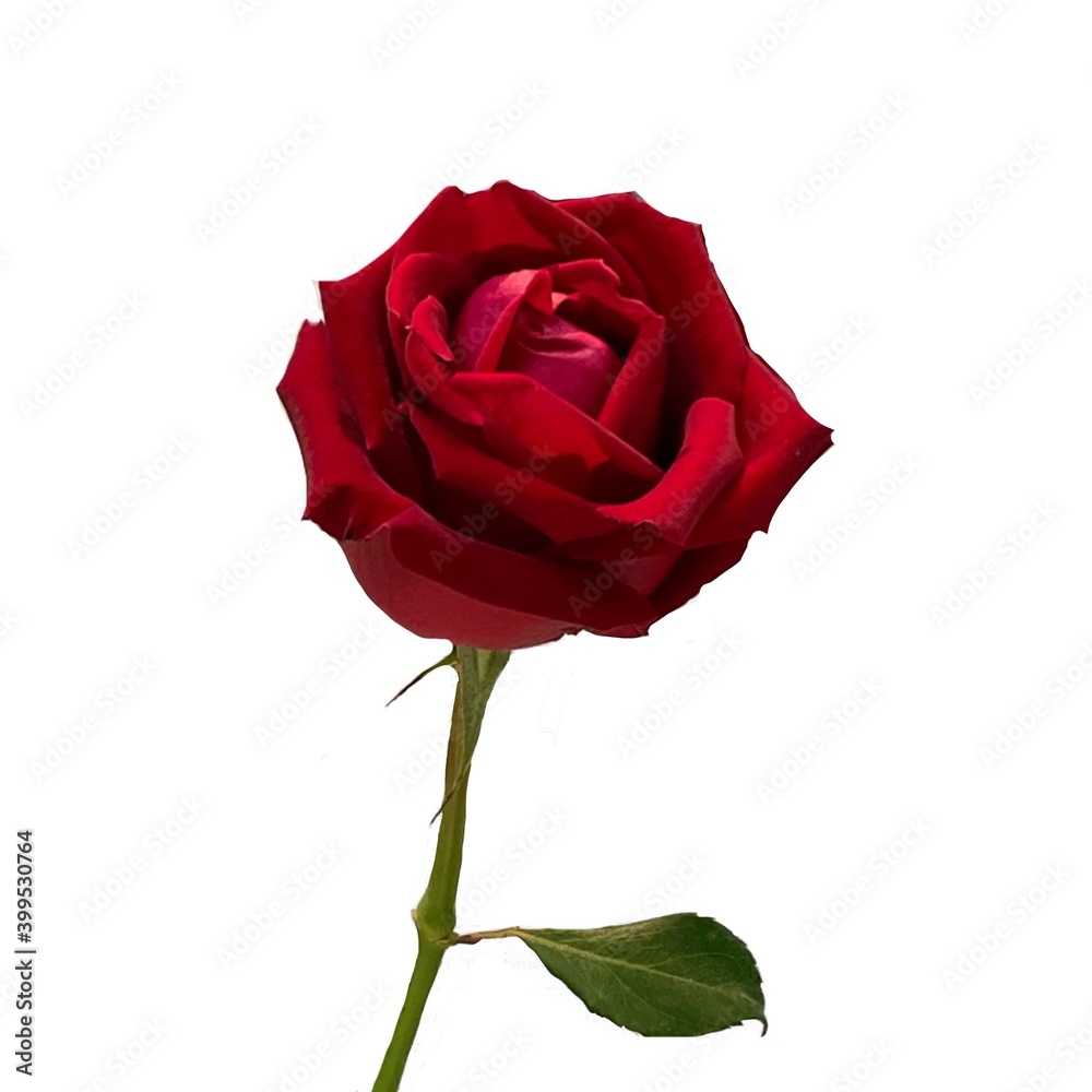 Red rose isolated on white background. Red rose isolated on white background.