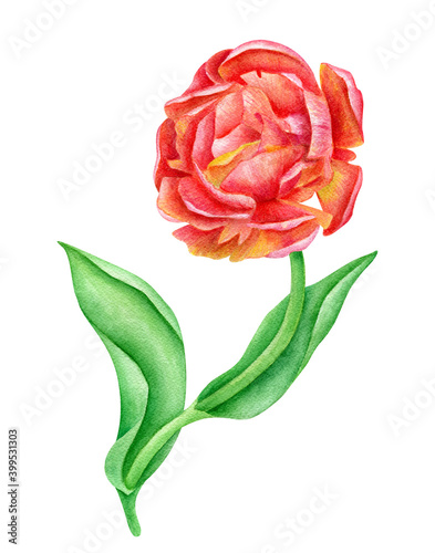 Watercolor red tulip flower illustration. Hand painted botanical drawing with detailed petals and leaves. Beautiful floral peony clipart isolated on white background for cards, scrapbooking