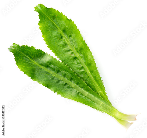 fresh culantro leaves isolated on white background, top view