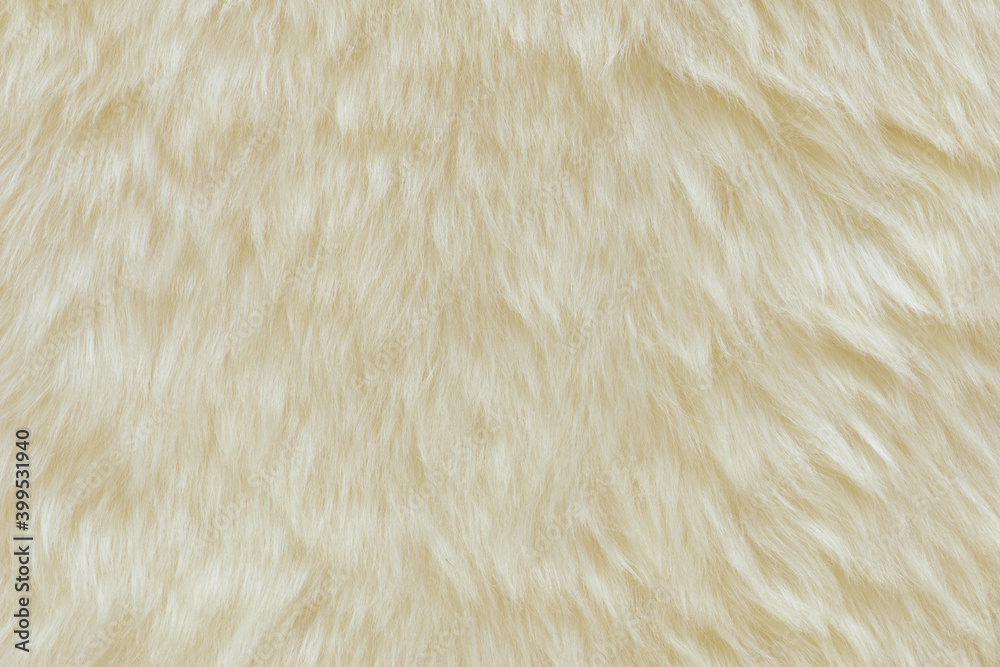 background and textured of real white cream wool sheep